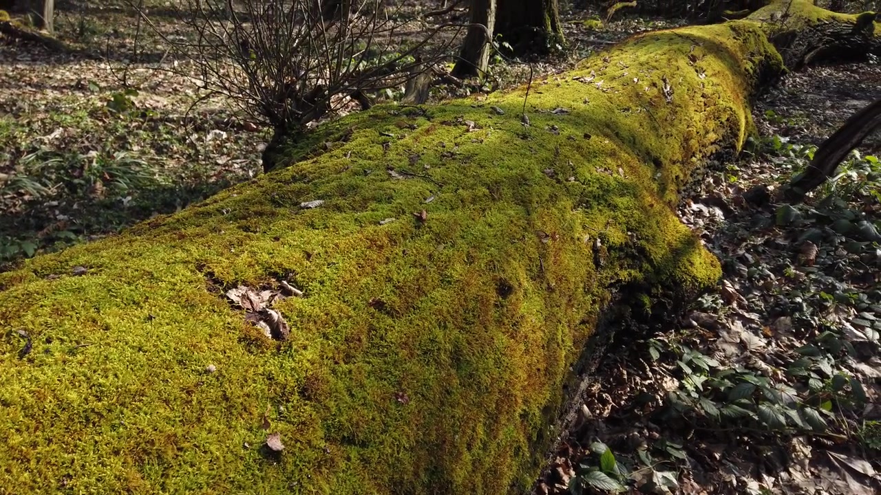 Corteccia del tronco d'albero coperta di muschio