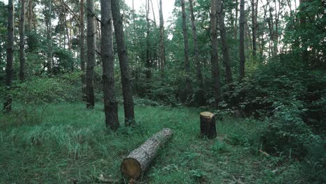ghost in the woods. horror scene of a scary ghost. mysticism of halloween