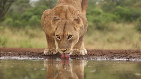 primer plano de una leona lamiendo agua en un escondite en zimanga, sudáfrica