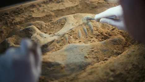 arqueólogo excavando un fósil