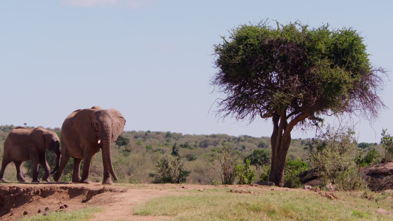 Elefante africano della savana che cammina nella savana a mezzogiorno
