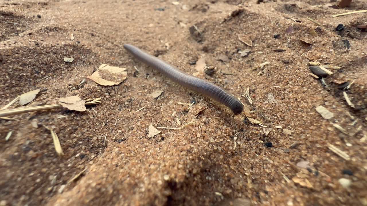 Milípede gigante africano (Archispirostreptus gigas) movendo-se na areia no Parque Nacional Chobe, Botsuana.
