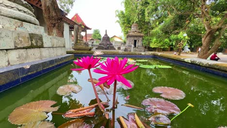 Red-Lotus-flower-blooming-in-Buddhist-monastery,-Mendut-Temple,-close-up-view