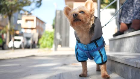 a cute little yorkie dog wearing a blue jacket is sitting on a sidewalk in the city