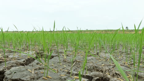 A-view-up-close-of-rice-that-just-started-to-grow-in-a-ricefield-located-in-a-countryside-near-Bangkok,-Thailand