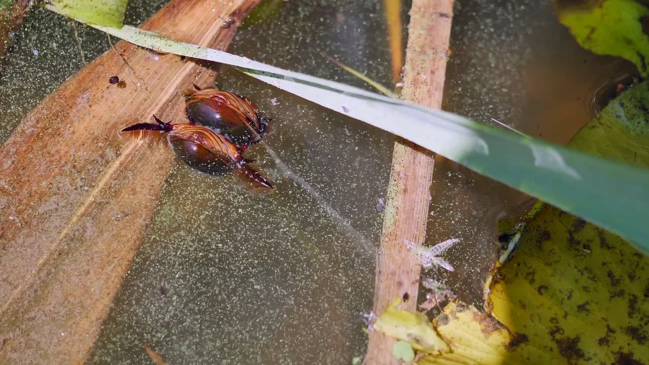 par de dytiscus marginalis nadando juntos en un lago natural, primer plano