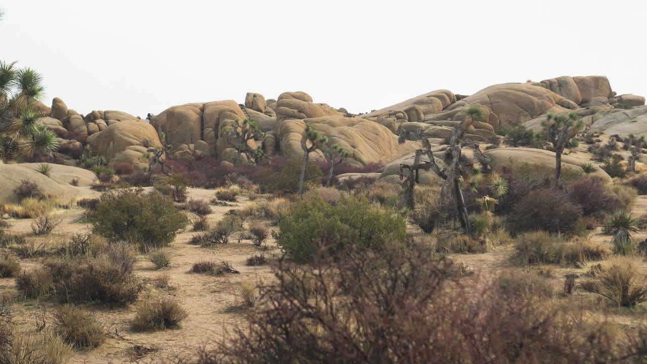 nevadas en el parque nacional joshua tree