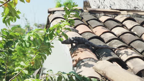 huge wild iguana lizard on a rooftop in puerto escondido, oaxaca, mexico