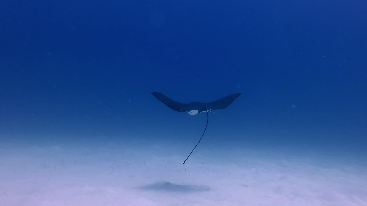 Eagle Ray hovering over sand getting cleaned by cleaner fish