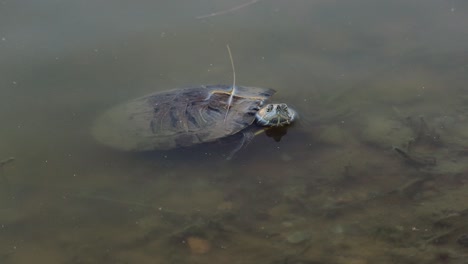 red-eared slider turtle in the pond with shallow water