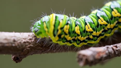 close-up of a colorful caterpillar on a branch