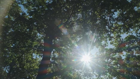 estrellas del sol brillan a través de las ramas de los árboles con hojas verdes exuberantes