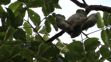 pale-throated sloth or three-toed sloth male, scratching his back while hanging in tree