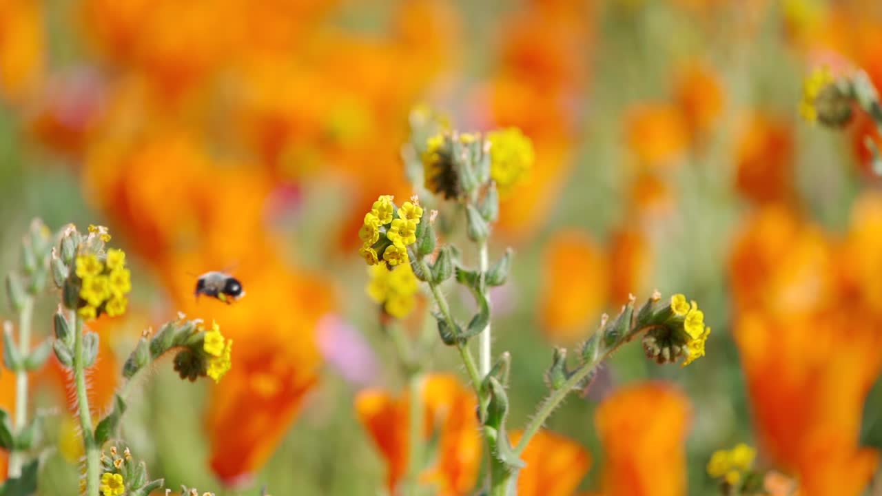 Questo è un filmato al rallentatore di un'ape che impollina un fiore in un campo di papaveri.
