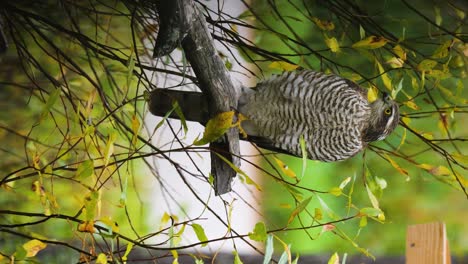 gavilán euroasiático en busca de verticales de presa de pájaro de jardín