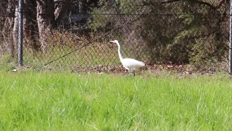 Eastern-Great-Egret-walking-slowly