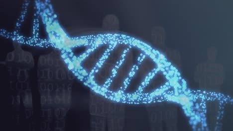 animación del hilado de cadenas de adn en 3d y procesamiento de datos sobre siluetas humanas