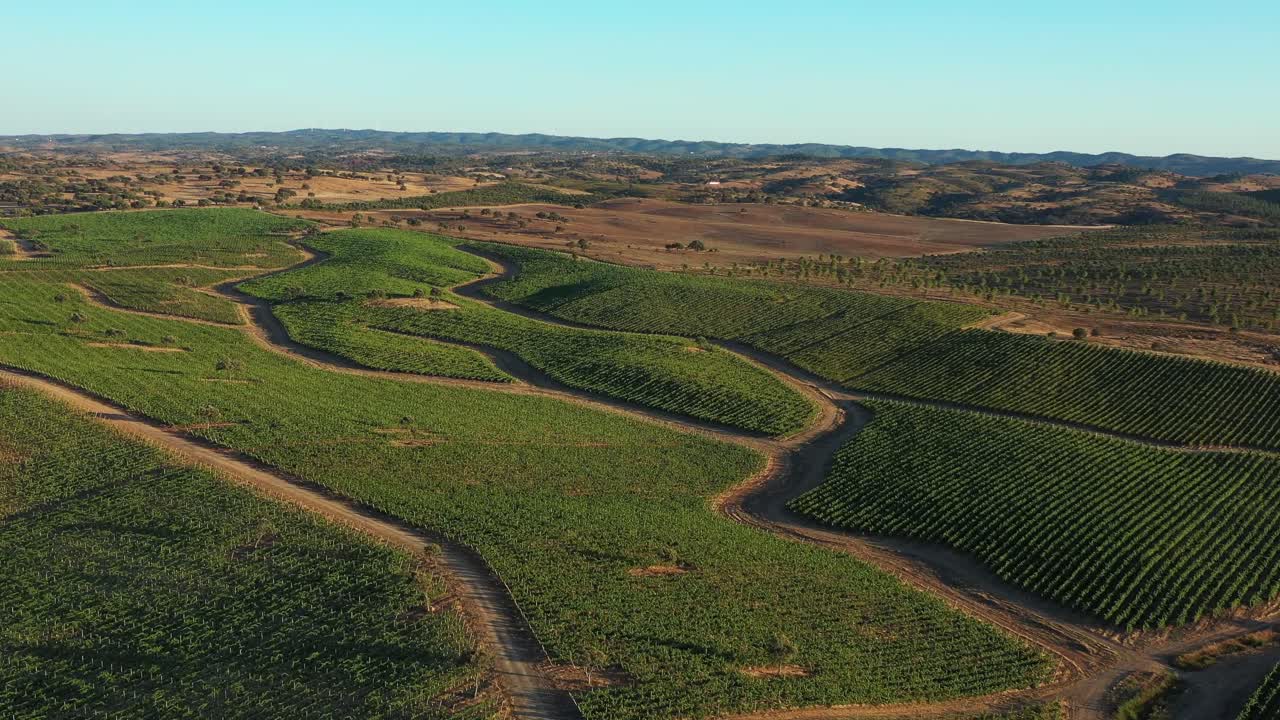 Aerial View of Vineyard in Alentejo, Portugal