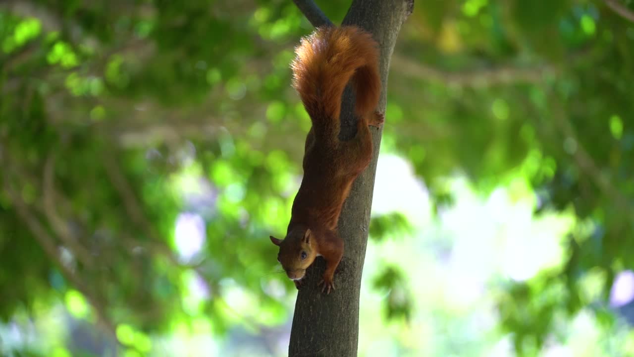 Beautiful red tailed squirrel motionless on tree trunk facing down and looking