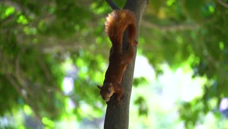 hermosa ardilla de cola roja inmóvil en el tronco del árbol mirando hacia abajo y mirando