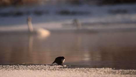 white throated dipper on winter sunset riverbank looking at camera, turns and defecates, handheld slow motion