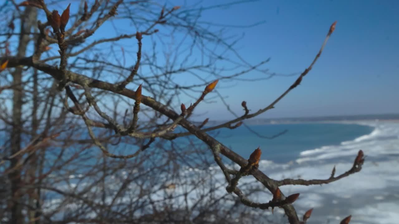 Close up or closeup footage gliding over tree branch or twig with buds on it during a sunny day in winter with blue Baltic frozen ocean sea water shoreline in the background in Tabasalu or Tiskre.