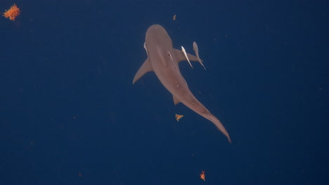 tiburón toro nadando con peces remora arrastrándose a lo largo - desde arriba