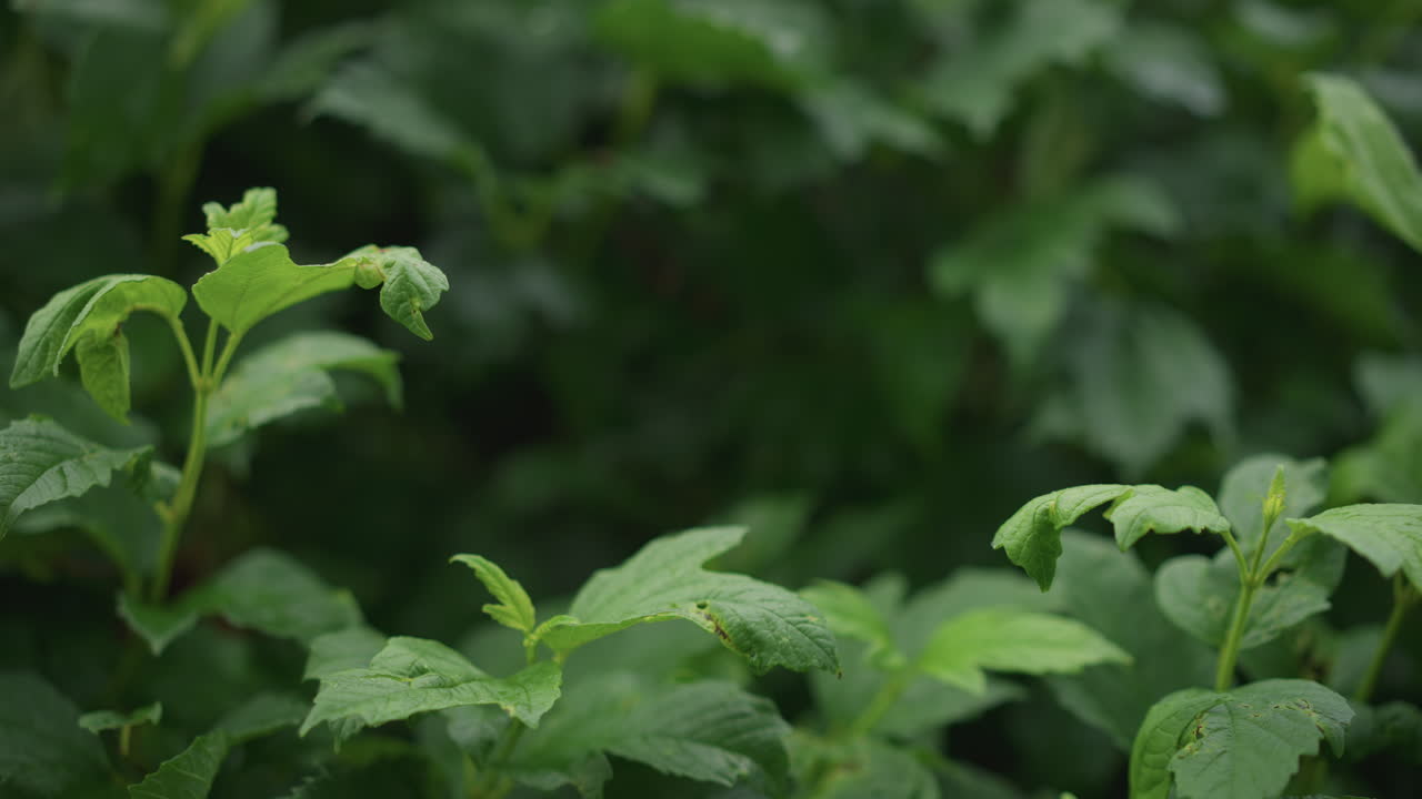 Nuovi germogli frondosi luccicanti. Delicato nuovo fogliame adornato di goccioline di pioggia e luce soffusa. Vividi germogli freschi di piante ricoperti di umidità sotto una pioggia delicata e uno sfondo sfocato.