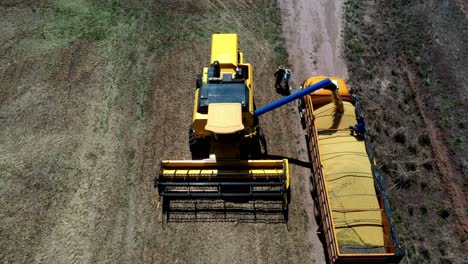 combine harvester offloading freshly harvested soybeans into a truck - aerial view