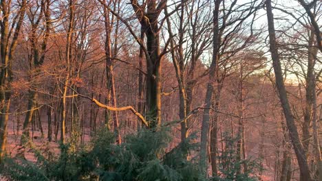 Wald-Während-Der-Roten-Stunde