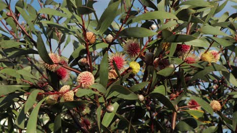 hakea laurina pin cushion planta árbol tiro amplio, sol durante el día maffra, victoria, australia