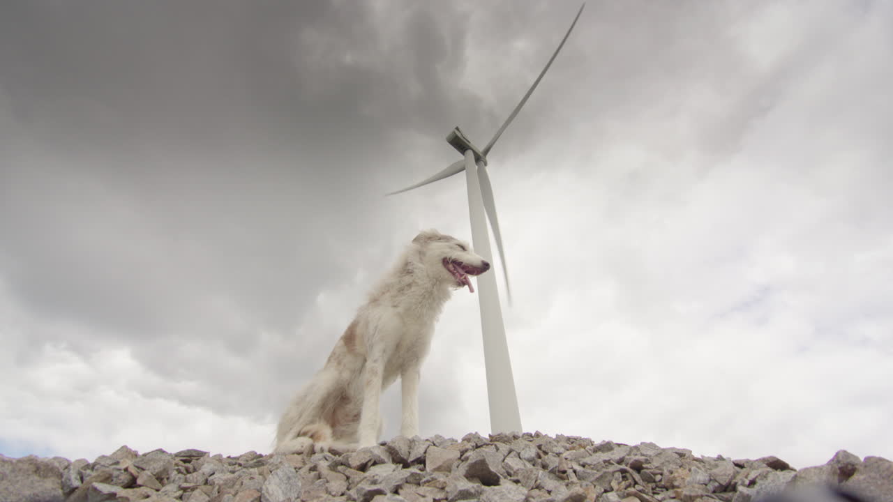 un hermoso perro collie husky se sienta debajo de una turbina eólica, día nublado brillante