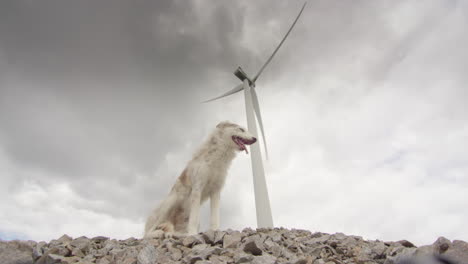 A-beautiful-husky-collie-dog-sits-under-a-wind-turbine,-bright-cloudy-day