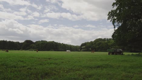 Pferde-An-Einem-Bewölkten-Tag-Auf-Einer-Weide