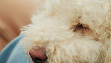 closeup of miniature poodle’s eye and soft white curls in calm resting pose