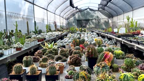 cacti displayed in a greenhouse at a market