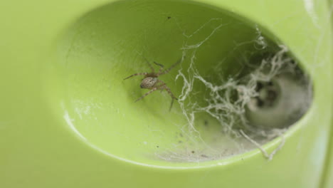 close up of brown house spider crawling around its web at a children's park