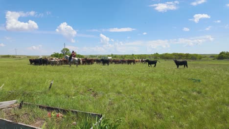a man in horse pasturing herd of cattles in sunny grassland. wide shot