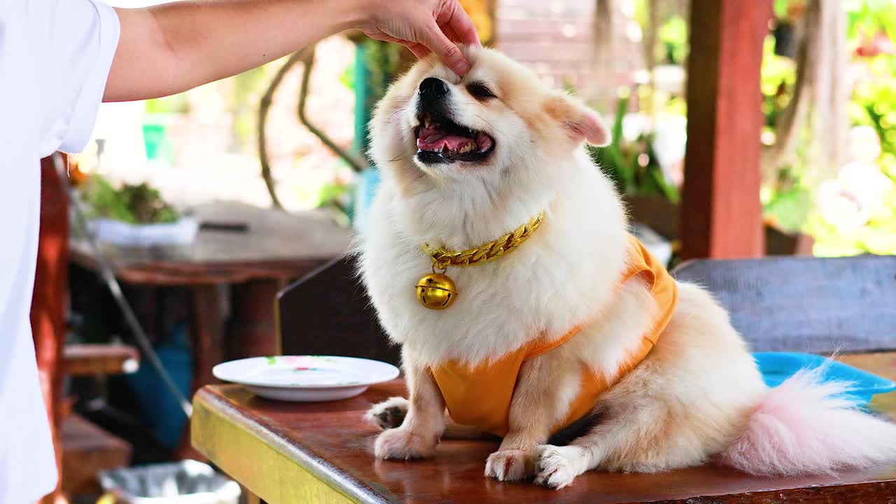 A Pomeranian dog eagerly receives treats from a person at an outdoor cafe, showcasing a joyful interaction