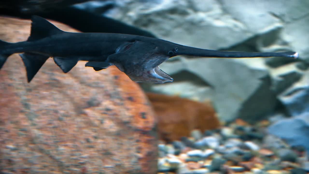 패들피쉬가 입을 벌리고 아가미 레이커가 보이는 상태로 수영하면서 먹는 모습이 보입니다.