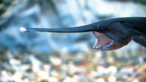 a paddlefish is seen eating by swimming with its mouth open gill rakers visible