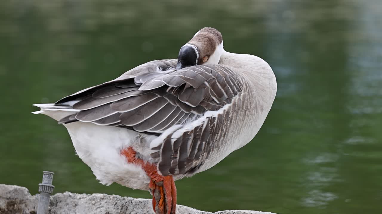 Swan goose stands on one leg by a pond, head tucked while resting. Static close-up with calm water and soft bokeh