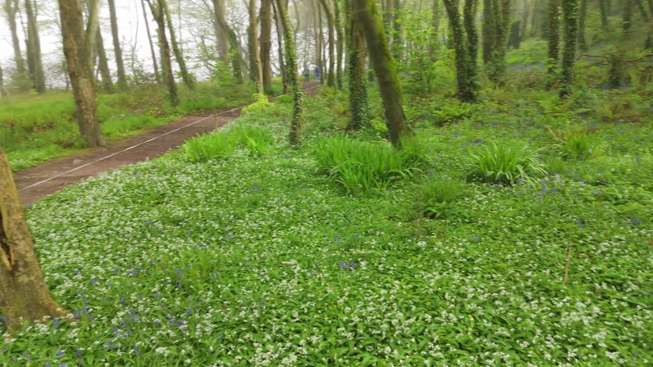 Drone slowly turns above a forest with a winding footpath and blooming forest floor. Aerial view captures spring textures, fresh leaves, and natural patterns.