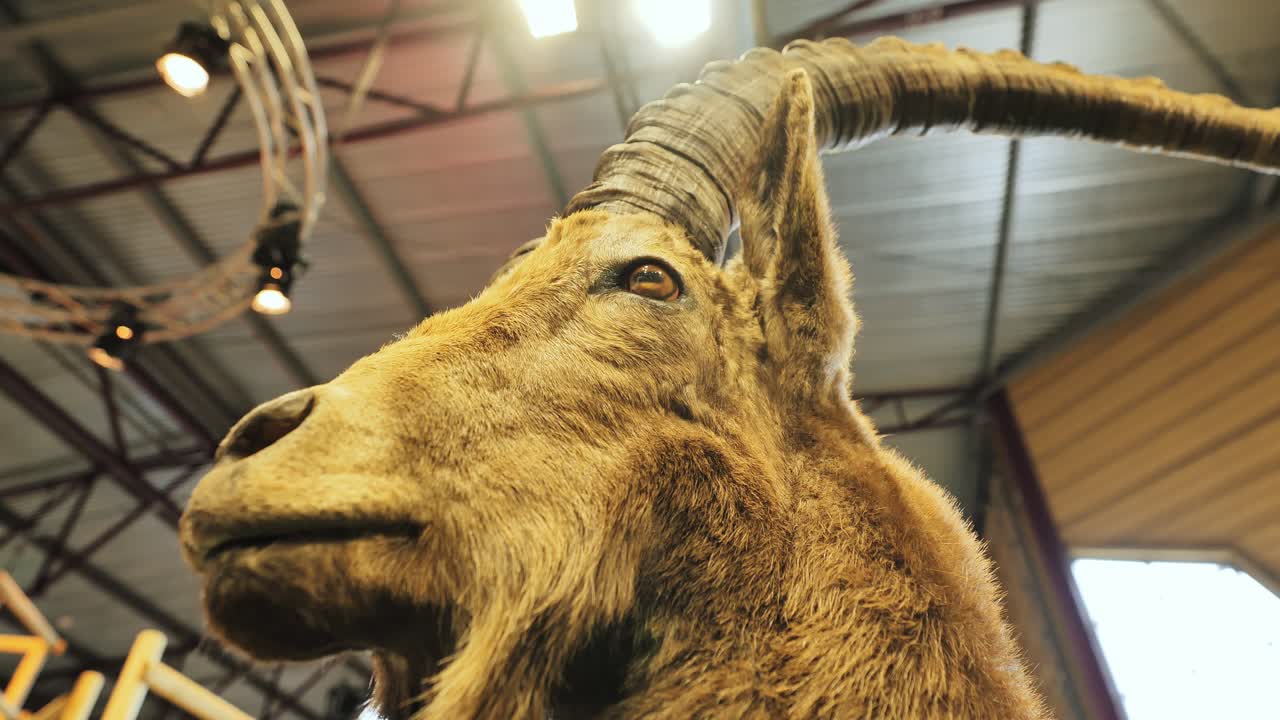 Stuffed wild goat with large horns displayed in alpine-themed fair booth, Latvia
