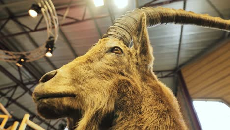 stuffed wild goat with large horns displayed in alpine-themed fair booth, latvia