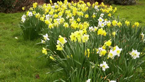 4k close up on some yellow and white narcissus commonly known as daffodil or jonquil shaking in the wind