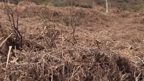 a field of dead brown bracken and ferns on a hillside