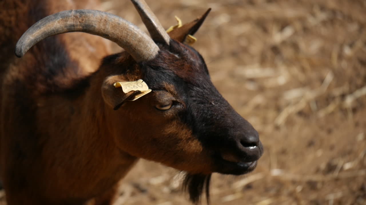 linda cabra masticando hierbas en cámara lenta