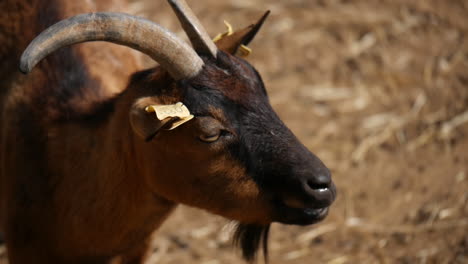 Cute-goat-chewing-herbs-in-slow-motion