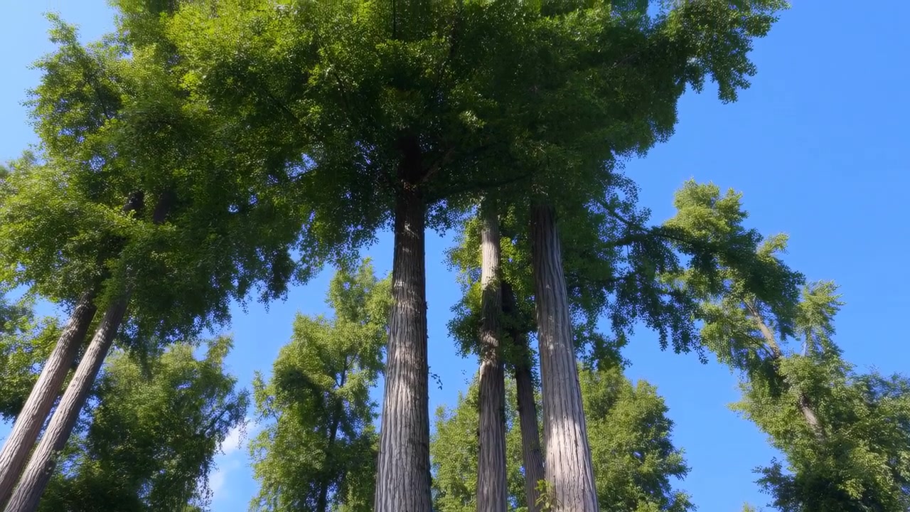 Vista dal basso di alti tronchi d'albero e fitto fogliame verde che si estendono verso l'alto contro un cielo blu chiaro e luminoso, con la luce del sole che filtra tra le foglie in un ambiente naturale e calmo.